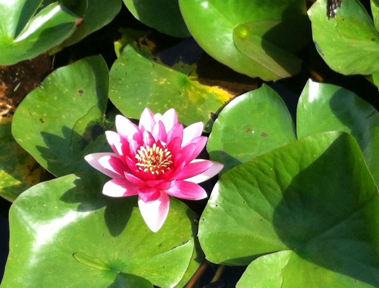 Homeland Ponds Lily Pads